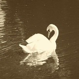 Telegram profile photo for كاسِف