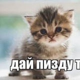 Telegram profile photo for хештегкарольфинансав