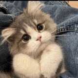 Telegram profile photo for Котики на каждый день! ❤❤❤😍💕💕😍💕😁