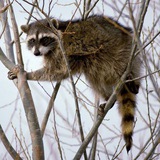 Telegram profile photo for The Raccoon 🦝