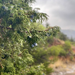 Telegram profile photo for إيراف🌳