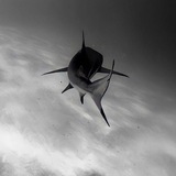 Telegram profile photo for رینگ