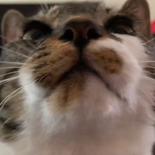 Telegram profile photo for chuchu | $CHUCHU