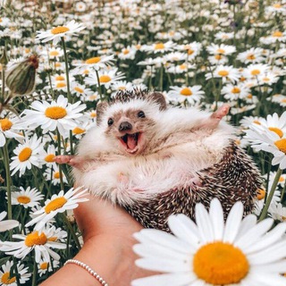 Telegram profile photo for Смешные животные🦁