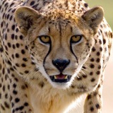 Telegram profile photo for Iran wildlife