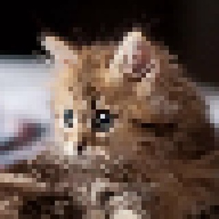 Telegram profile photo for Мемы с котиками