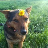 Telegram profile photo for Отзывы/пруфы от The Fanged Dog