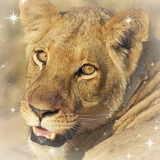 Telegram profile photo for °𝙃𝙤𝙨𝙝𝙞 𝙈𝘾 // ほし