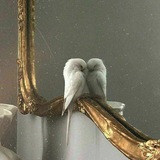 Telegram profile photo for ء
