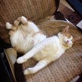 Telegram profile photo for 🧡 Gizmo the cat 🐈🧡