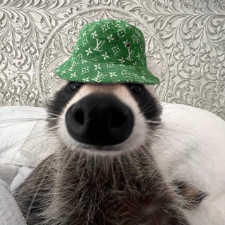 Telegram group profile photo for racoonwifhat