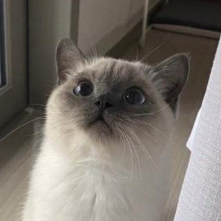 Telegram profile photo for Папа блинб 🥞