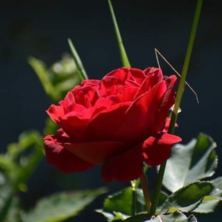 Telegram profile photo for د نعتونو او ترانو البمونه