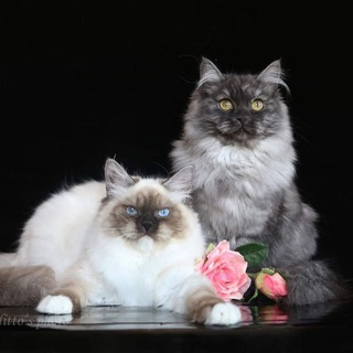 Telegram profile photo for Сибирские котята из питомников IZ TVERSKOGO KNYAZHESTVA & LYUMUR. Siberian catteries from Russia