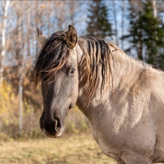 Telegram profile photo for Компания Septem Vitam и брендовая косметика millanika 🧡 Официальный канал