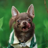 Telegram profile photo for DOG LIFE | Чихуахуа Барни 🐾