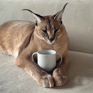 Telegram profile photo for Veterinary Quiz by " Caracal "