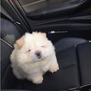 Telegram profile photo for симлис|рест