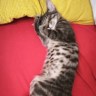 Telegram profile photo for Котики ищут дом