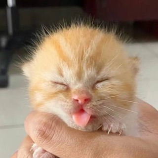 Telegram profile photo for 🐱 Только Котятки! 🐱