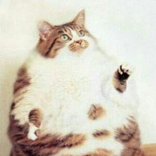 Telegram profile photo for пузатый кот
