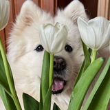 Telegram profile photo for какая-то друлворти переехала🍵