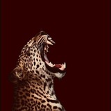 Telegram profile photo for 𝐑𝐮𝐥𝐞𝐬.