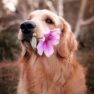Telegram profile photo for Daily dose of Cuteness