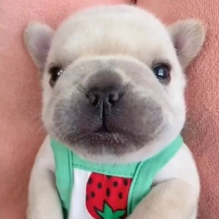 Telegram profile photo for Pibble Portal
