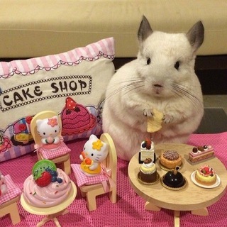 Telegram profile photo for Грызуны и кролики • C✶nf🐹🐇