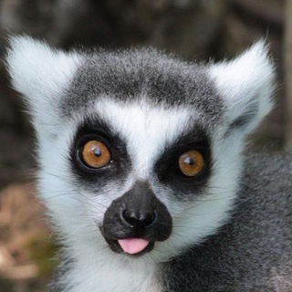 Telegram profile photo for Lemurs confession+daily