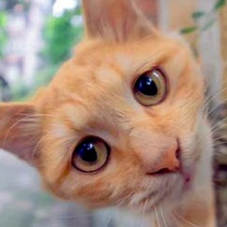 Telegram profile photo for ЗЫРЬ
