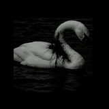 Telegram profile photo for آوازِقو؛🦢