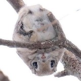 Telegram profile photo for Манькин дом