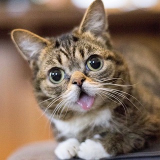 Telegram profile photo for Lil BUB