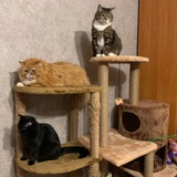 Telegram profile photo for Три котЭ