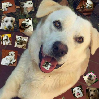 Telegram profile photo for Zero - il cane di Amir