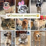 Telegram profile photo for 🐶Пушистый любимчик🐱