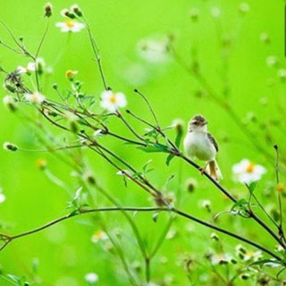 Telegram profile photo for سواد حقوقی بازار سرمایه