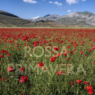 Telegram profile photo for Rossa Primavera