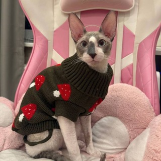 Telegram profile photo for Никки Чиллер 🐱