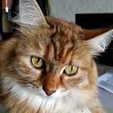 Telegram profile photo for Анна Букина