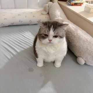 Telegram profile photo for Bot Update