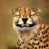 Telegram profile photo for Animaletti Fantastici