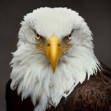 Telegram profile photo for Life Liberty Happiness🇺🇸🇺🇸