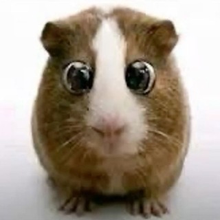 Telegram profile photo for Расея #чертвозьмиэтохайп? #плаксик