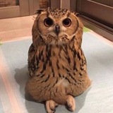 Telegram profile photo for нигири продакщнс