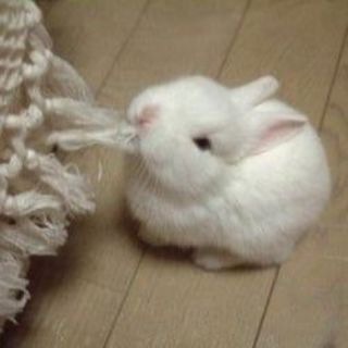 Telegram profile photo for Называйте меня Кролик 🌻