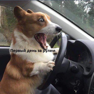 Telegram profile photo for Мурзилкин😜😜😜 18 +