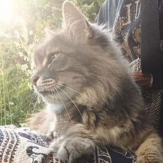 Telegram profile photo for TUSACATS